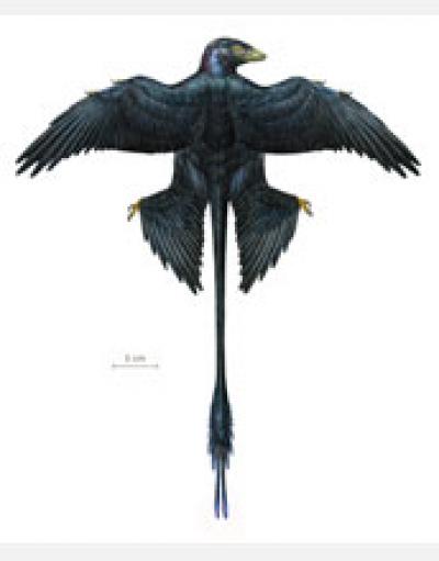 Reconstruction of <I>Microraptor</I>