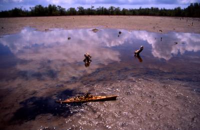 Dry Mangrove Forest