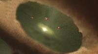 Forming Planets