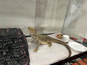 Eragon the Bearded Dragon