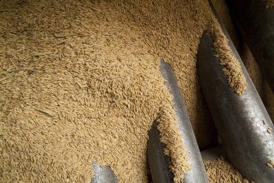 Rice Growers Turn to Computer for Advice, Predictions