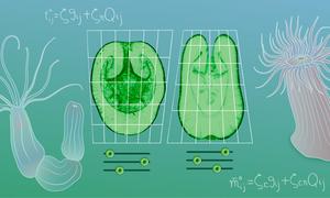 Ikmi_biomechanicsEvolutionCnidarians