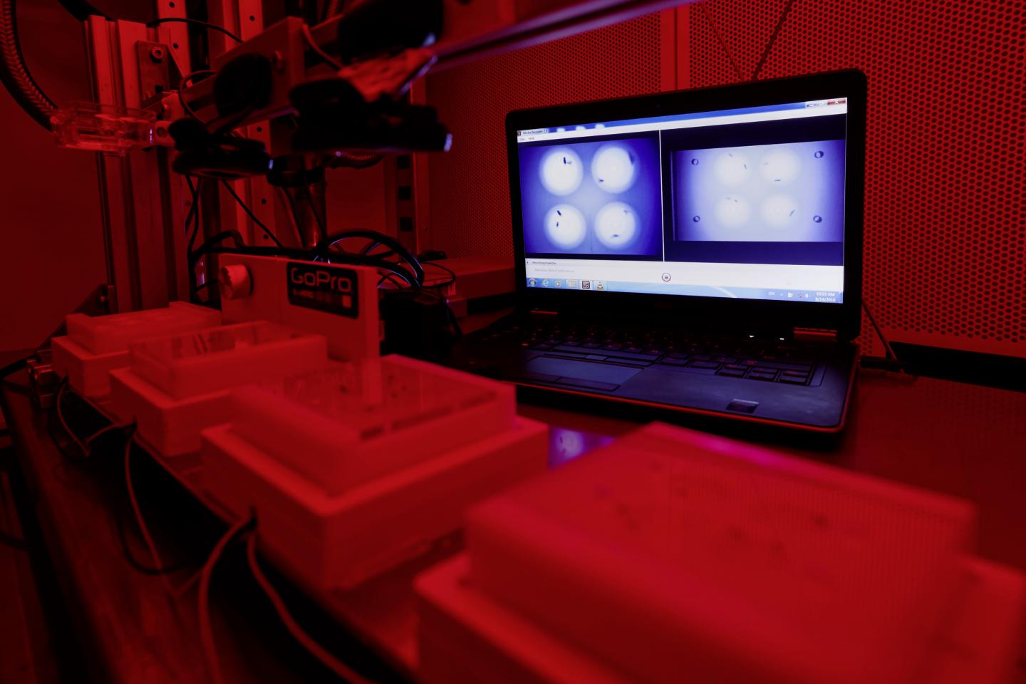Mating Assay