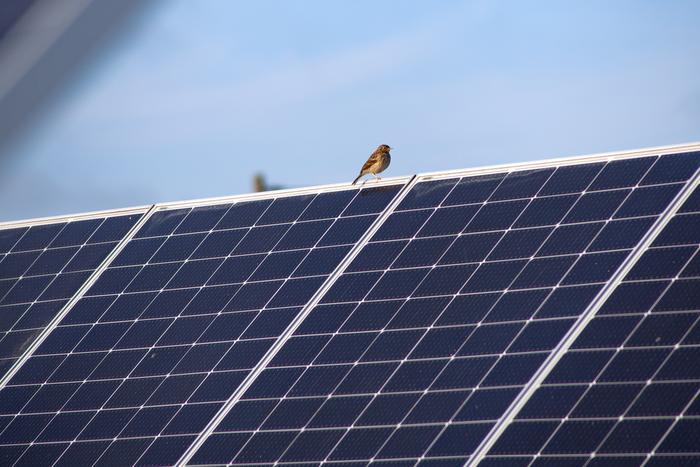 Meadow pipit perched on a solar panel 2