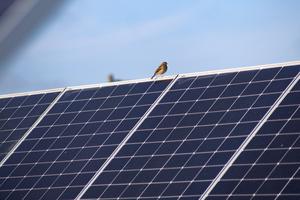 Meadow pipit perched on a solar panel 2