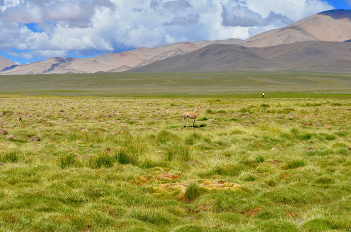 Lone vicuna in Argentina