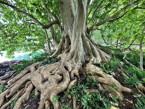Pisonia grandis
