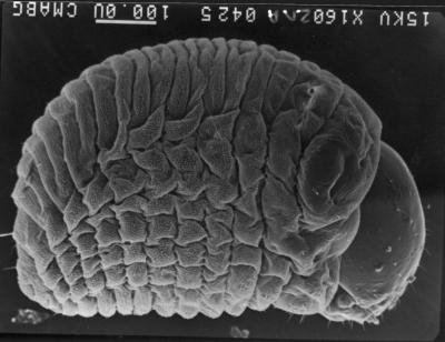 How Beetles Keep Bacteria in Check (9 of 15)