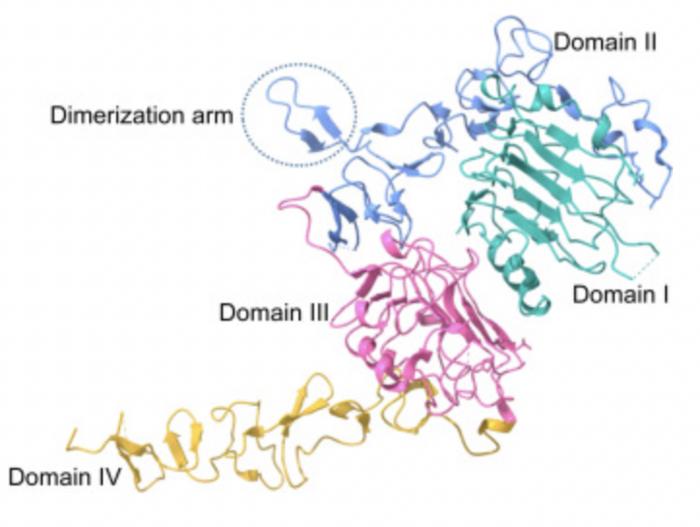 Structure of the extracellular domains of human epidermal growth factor receptor 2 (HER2)