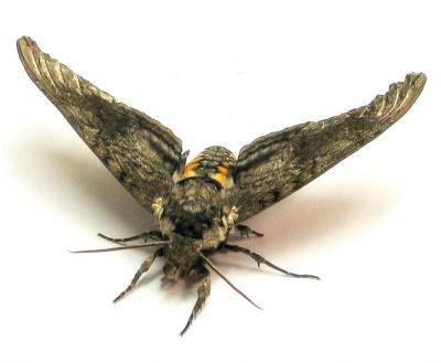 Moths with a Nose for Learning