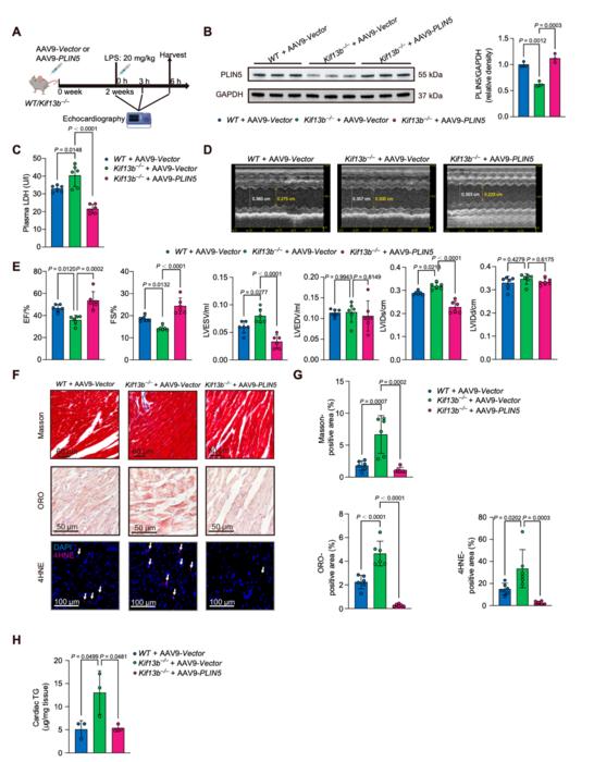 Fig.7. Cardiac-specific restoration of PLIN5 mitigates sepsis-induced cardiac dysfunction in Kif13b-/- mice