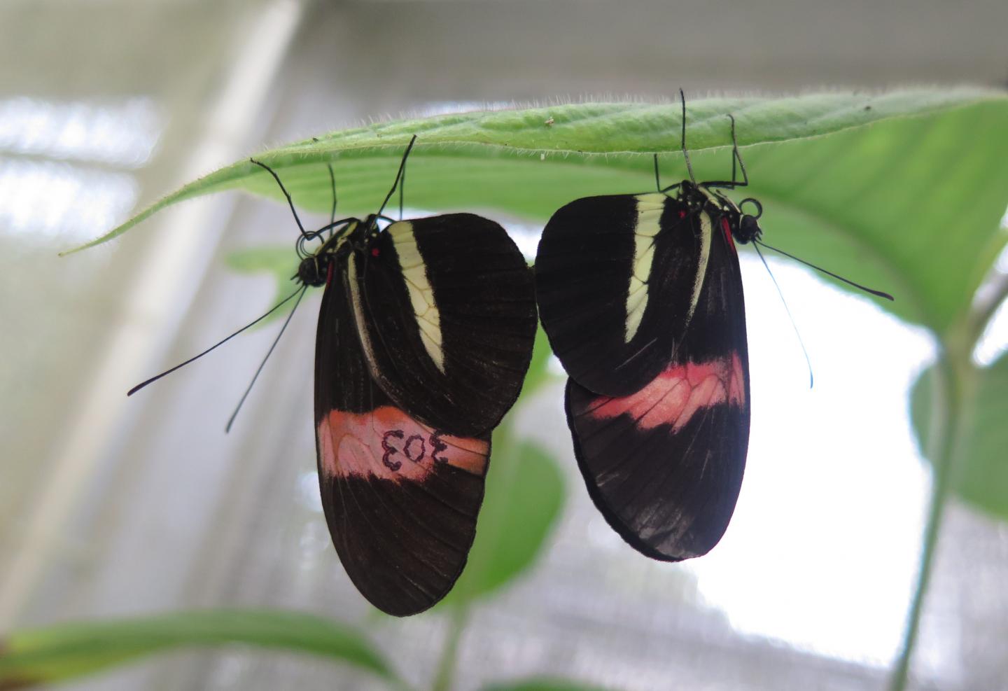 Butterfly Image 3