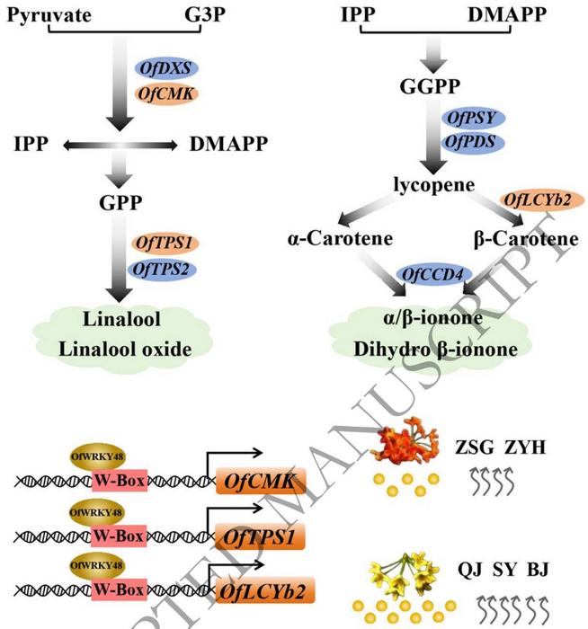 Schematic model of OfWRKY48-regulated scent biosynthesis in O. fragrans.