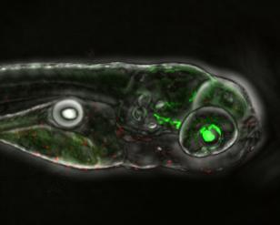 Apoptosis Induced by Drug: Cell Deaths (In Red) Induced by Drug