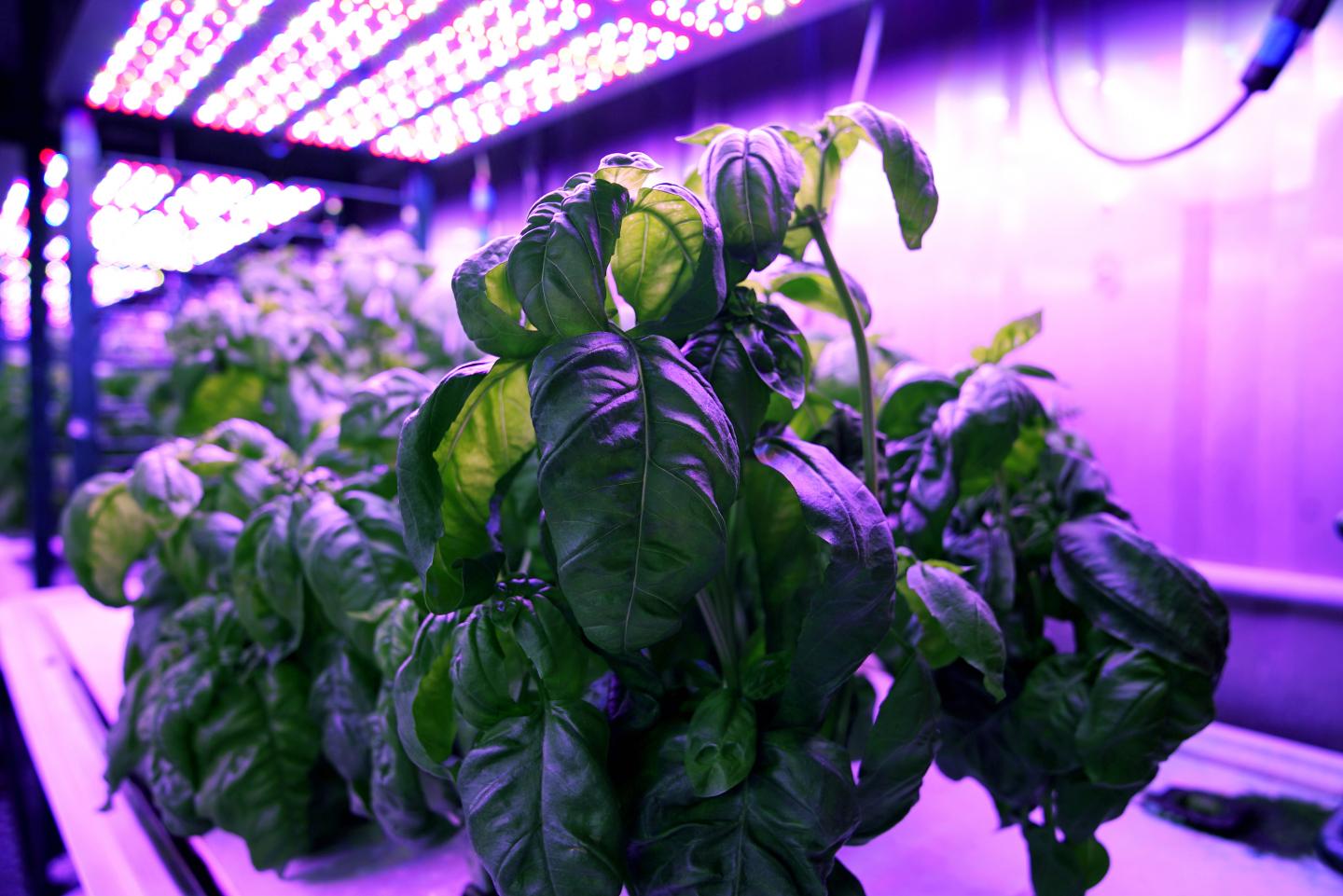 Flavorful Crops