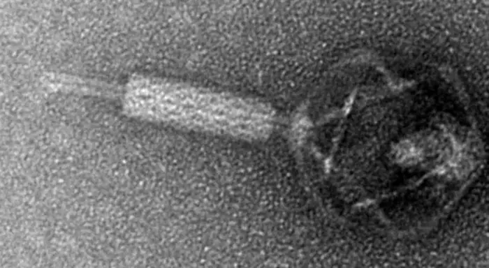 A bacteriophage isolated in Prof. Ronen Hazan's laboratory that may one day be used to treat bacterial infections in humans