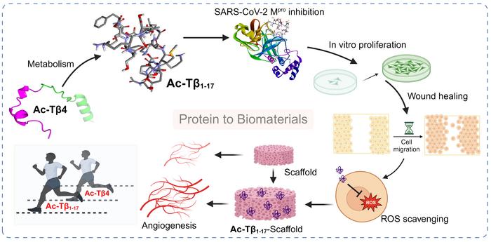Development of a Bioactive Peptide Derived from Endogenous Protein