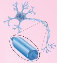 Neuron