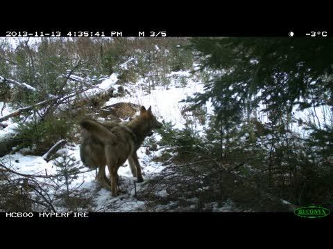 Debate Continues on the Origin of North American Wolves (3 of 4)