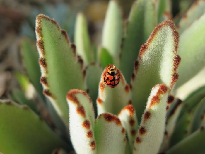 The native ladybeetle makes use of micro climates in their natural habitat to buffer the effects of climate change.