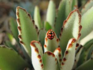 The native ladybeetle makes use of micro climates in their natural habitat to buffer the effects of climate change.