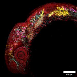 RegVelo and Zebrafish
