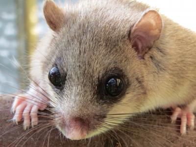 The Edible Dormouse or Fat Dormouse (<i>Glis glis</i>)