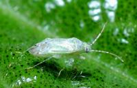 Cotton Pest