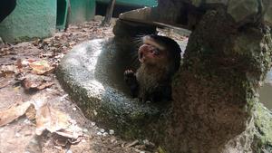 Neotropical otter (Lontra longicaudis) feeding on fish.