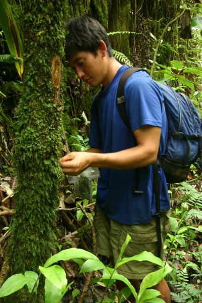 Fern Sampling