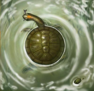 A Very Round Turtle