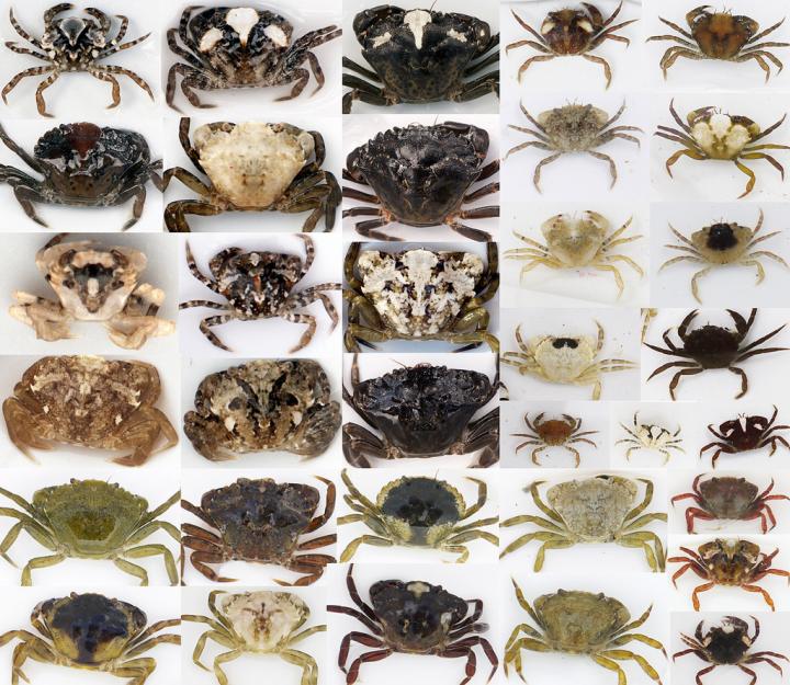 Common Shore Crabs