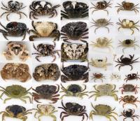 Common Shore Crabs