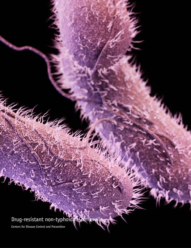 <I>Salmonella</I>
