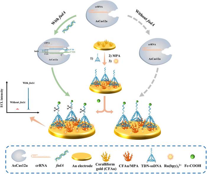 Schematic diagram of an amplification-free electrochemical biosensor for detecting F. nucleatum (fadA) based on the CRISPR/Cas system and tetrahedral DNA nanostructures (TDNs).