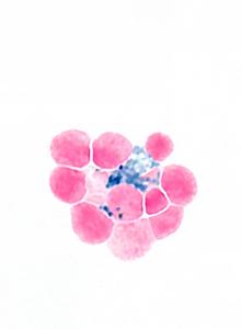 Healthy red blood cell production