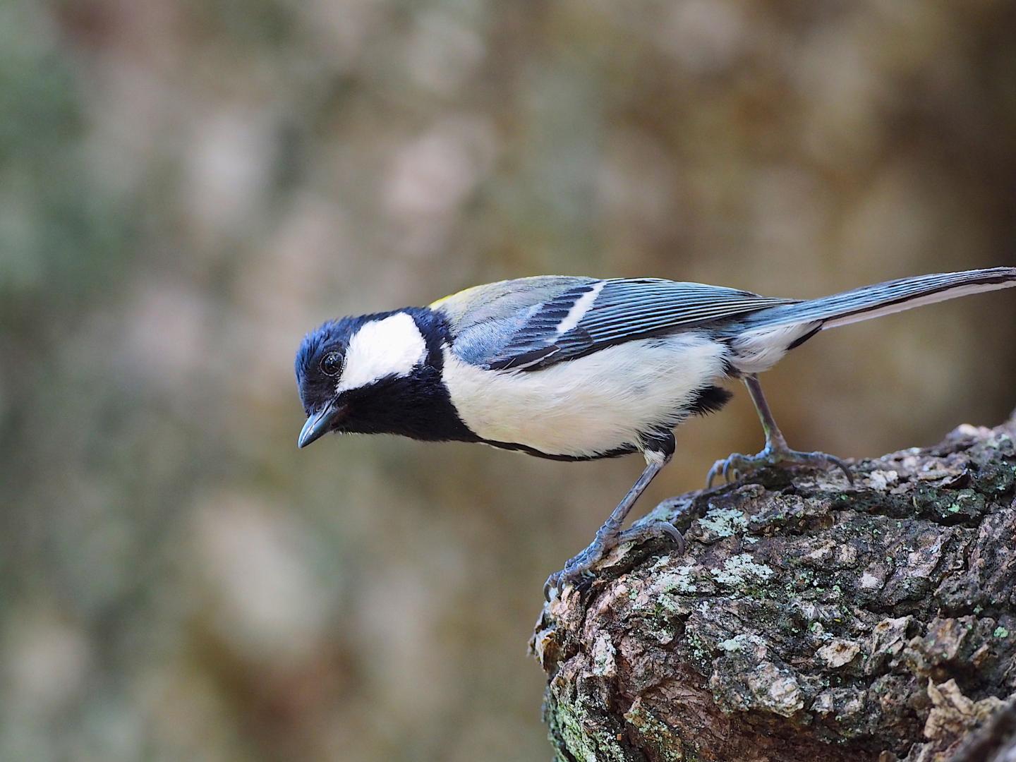 Japanese Tit