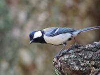 Japanese Tit