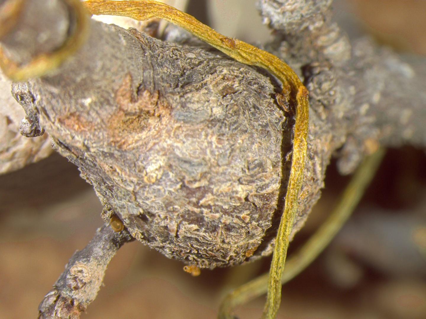 Love Vine Tangled around a Gall