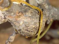 Love Vine Tangled around a Gall