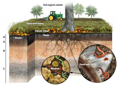 Carbon in the Root Zone