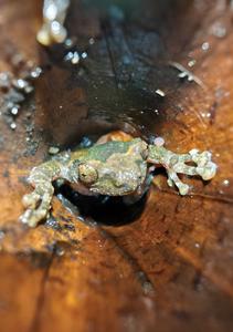 Adult male of Gracixalus weii inhabits bamboo