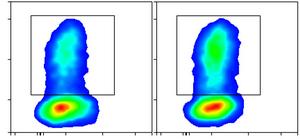 Representative flow cytometry plots of differentiated human Th9 cells: YTHDF2⁺/⁺ (left) and YTHDF2⁻/⁻ (right)