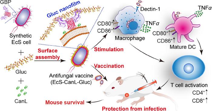 Synthetic bacterium-based glucan nanofilm vaccine enhances antifungal immune protection