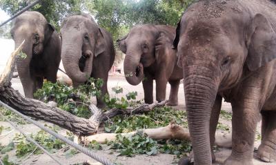 Asian Elephant