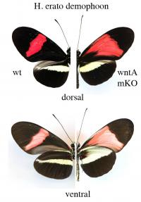 Butterflies 