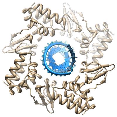 Illustration of the Marburg Virus
