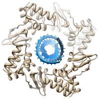 Illustration of the Marburg Virus