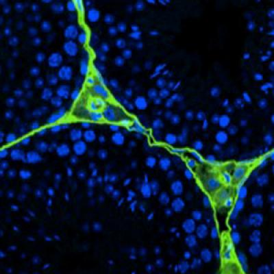 Freezing Sperm Taken Directly from Testicles is Effective Option for Infertile Couples