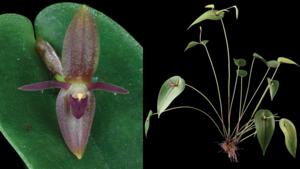 Pleurothallis winkeliana flower and prolific growth.